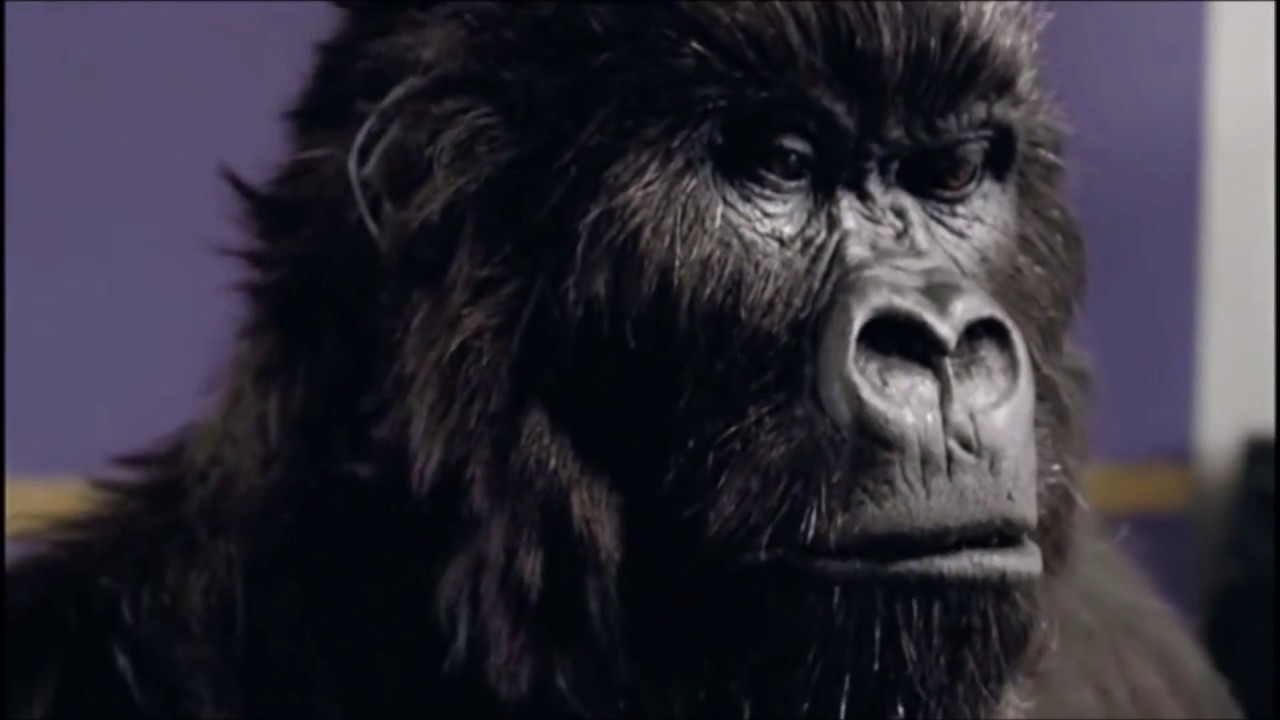 Cadbury Dairy Milk Gorilla, television advert, 2007, Fallon
